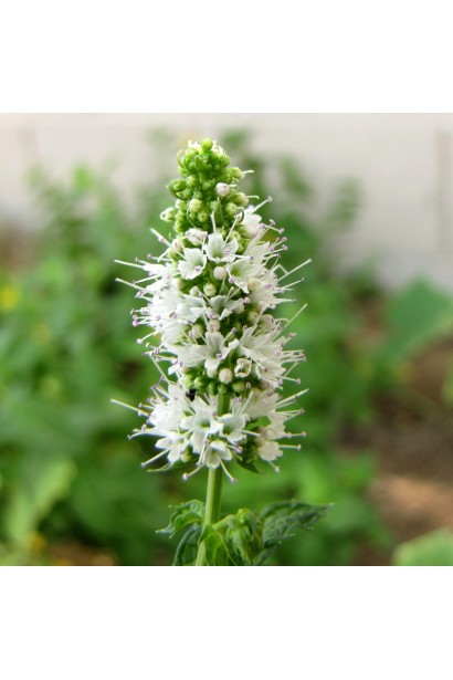 М’ята перцева Варієгата квіти